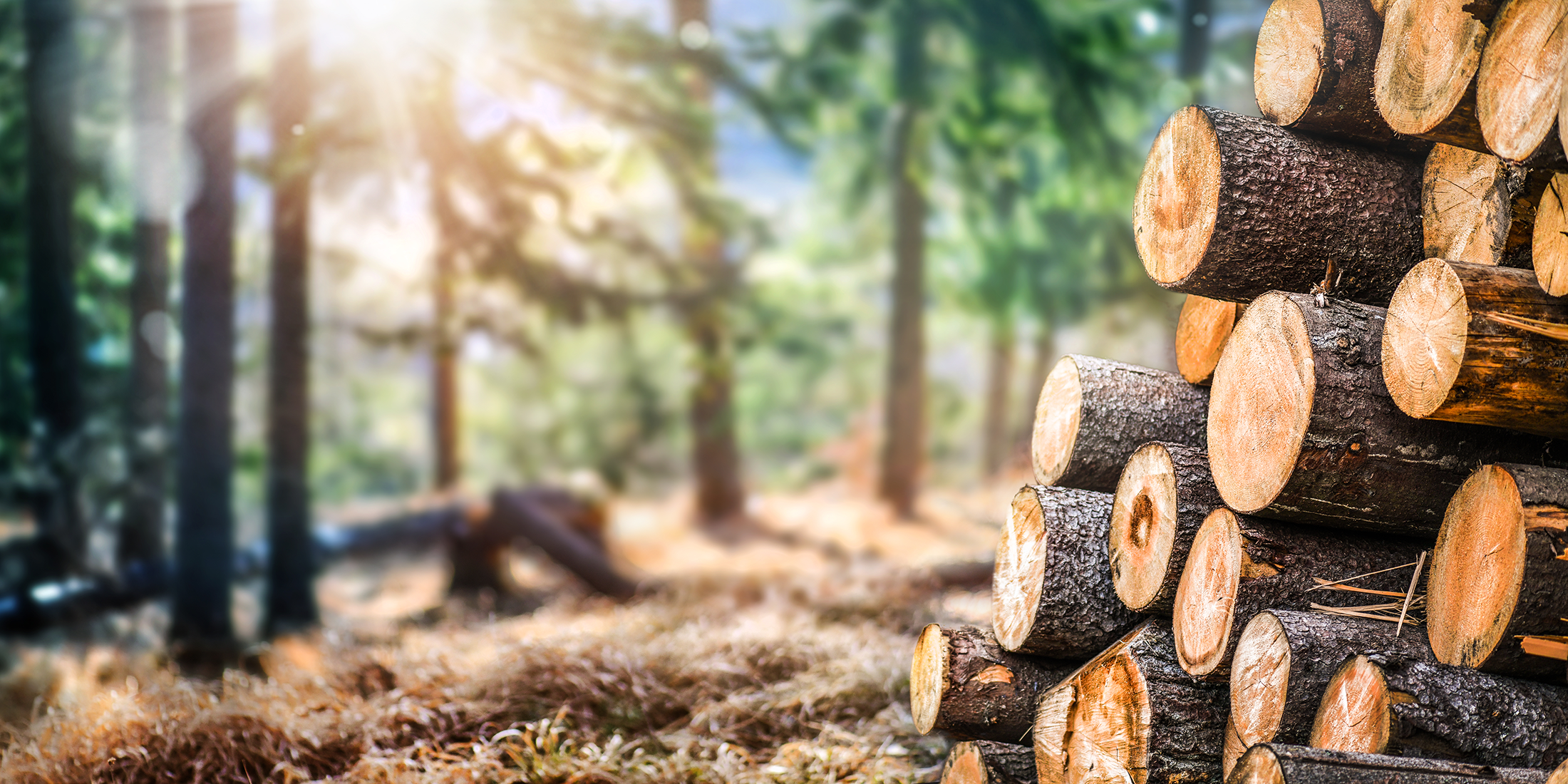 Woodproject: Wat zijn de verschillende duurzaamheidsklassen voor hout?